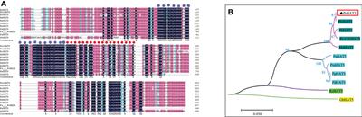 Overexpression of Pyrus sinkiangensis HAT5 enhances drought and salt tolerance, and low-temperature sensitivity in transgenic tomato